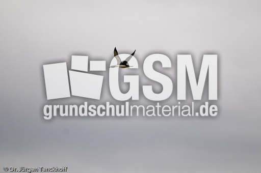 Sterntaucher (20 von 20).jpg